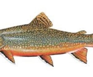brook trout