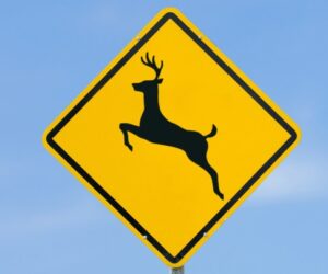 deer crossing
