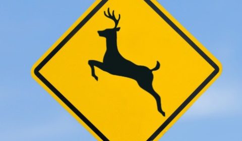 deer crossing