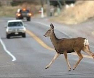 deer highway