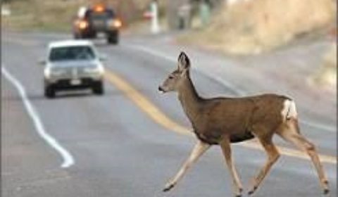 deer highway