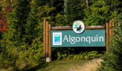 algonquin park