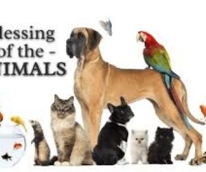 animal blessing