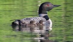 loon survey