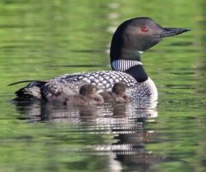 loon survey