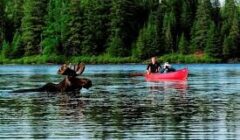 algonquin moose