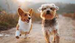dogs running