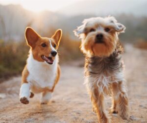 dogs running