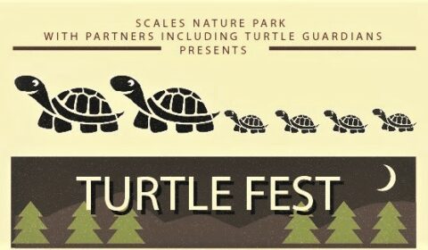 turtle fest front