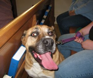 Blessing of the animals 070