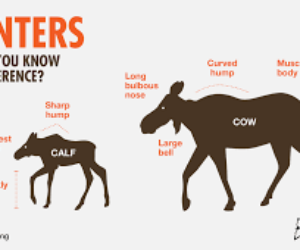 final moose cow drawing