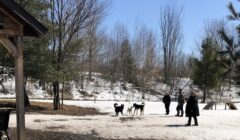dog park wide