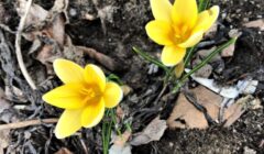 daffodils