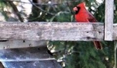 northern cardinal front