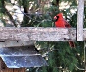 northern cardinal front