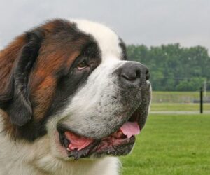 saint bernard file photo
