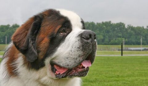 saint bernard file photo