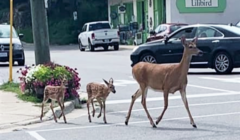 deer crosswalk