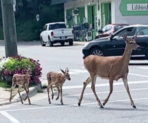 deer crosswalk