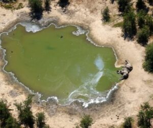 botswana-elephants
