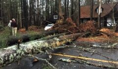 trees down beach front