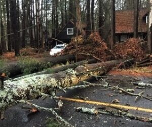 trees down beach front