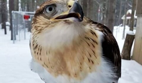 Stolen hawk front