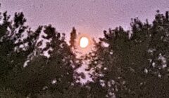 IMG_4239 (2)
