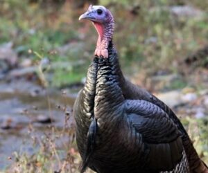wildturkey3
