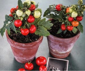 micro tom thumb tomatoes front