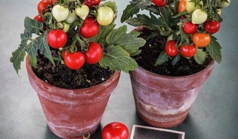 micro tom thumb tomatoes front