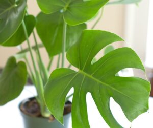 split leaf philadedron
