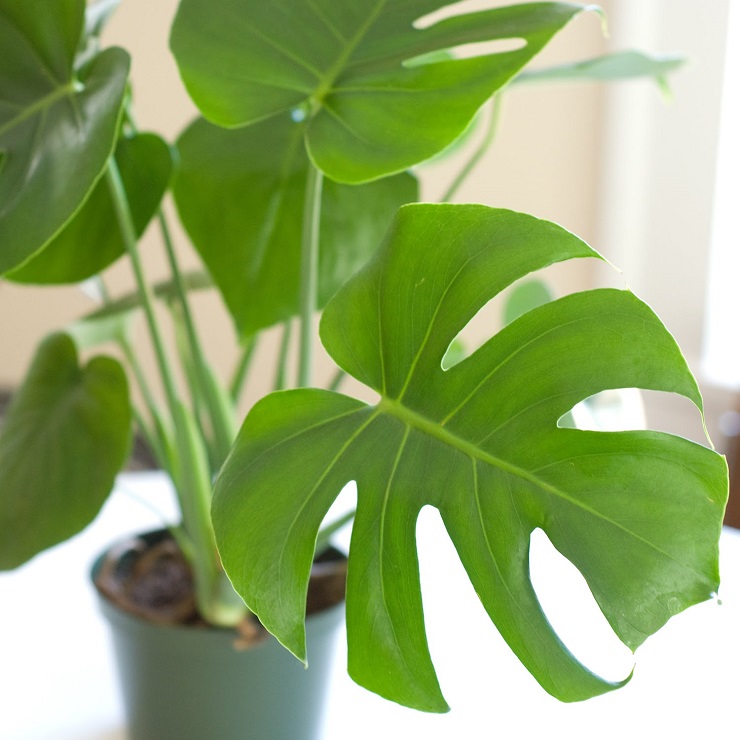 HOUSE PLANTS MAKE HOUSE FEEL FRIENDLY, ALIVE — AND ARE EASY TO