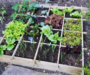 square-foot-garden-from-above