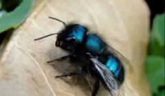 bee blue