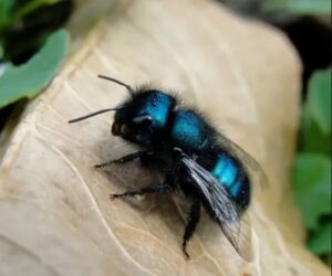 bee blue