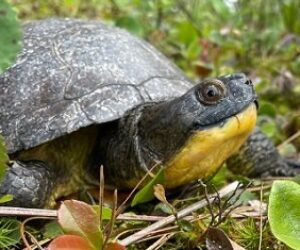 blanding turtle photo