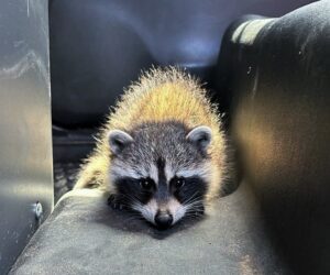 Raccoon 2