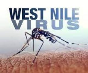 WEST NILE IMAGE