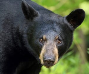 BLACK BEAR BEST