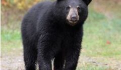 black bear image