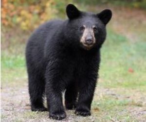 black bear image