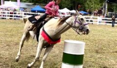 horse barrel front