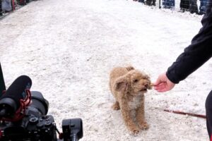 Bailey came running when there were treats.