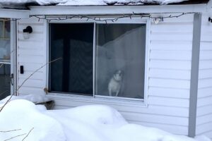 Outside dogs had more fun than this one inside. Outside dogs had more fun than this one inside.