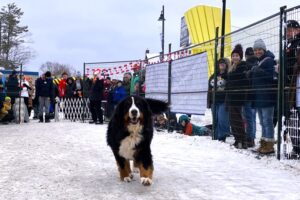 Riggins, a big Bernese, races to the finish line. Riggins, a big Bernese, races to the finish line.