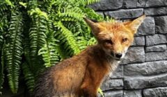 fox two from evelyn