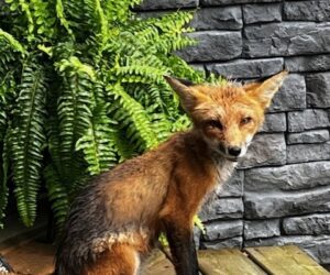 fox two from evelyn